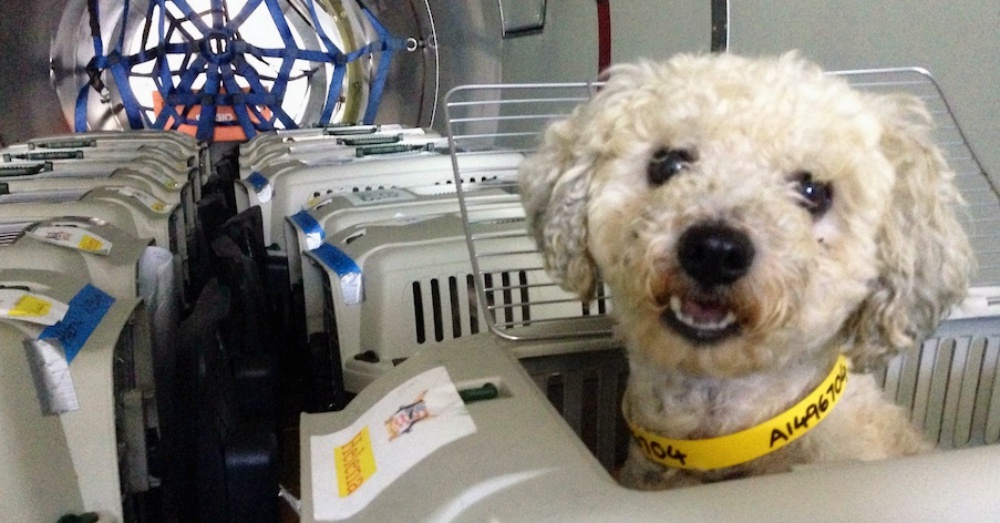 Help Fly Pets to Freedom! Freekibble